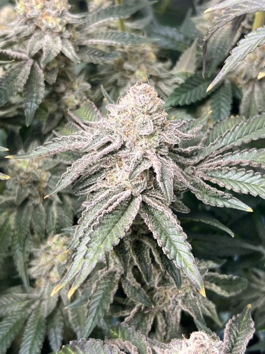 White Wedding, Blueberry Sugar, PURPLE BERRY, Sweet Flurry (Selfie Seeds), GWM — journal photo