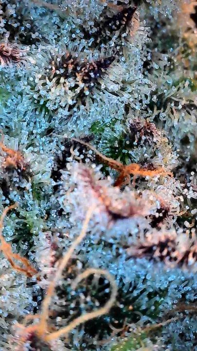 White Wedding, Blueberry Sugar, PURPLE BERRY, Sweet Flurry (Selfie Seeds), GWM — journal photo