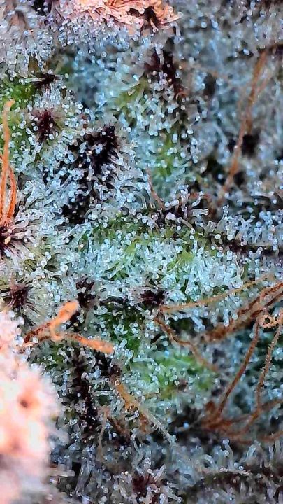 White Wedding, Blueberry Sugar, PURPLE BERRY, Sweet Flurry (Selfie Seeds), GWM — journal photo