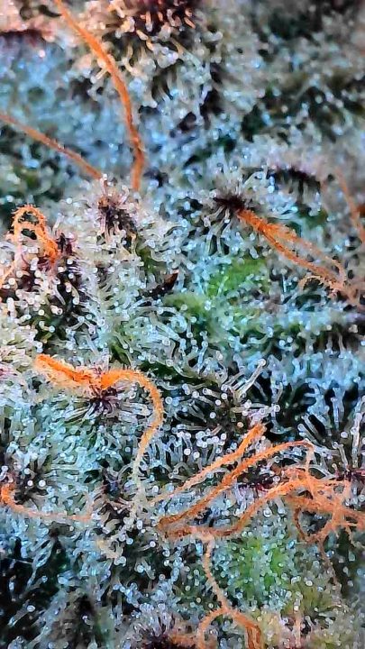 White Wedding, Blueberry Sugar, PURPLE BERRY, Sweet Flurry (Selfie Seeds), GWM — journal photo