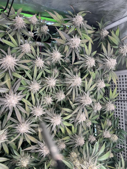 White Wedding, Blueberry Sugar, PURPLE BERRY, Sweet Flurry (Selfie Seeds), GWM — journal photo