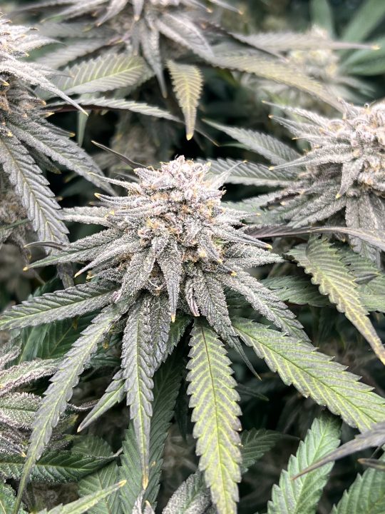 White Wedding, Blueberry Sugar, PURPLE BERRY, Sweet Flurry (Selfie Seeds), GWM — journal photo