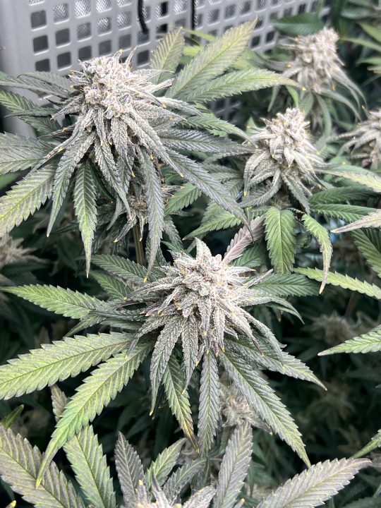 White Wedding, Blueberry Sugar, PURPLE BERRY, Sweet Flurry (Selfie Seeds), GWM — journal photo