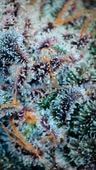 White Wedding, Blueberry Sugar, PURPLE BERRY, Sweet Flurry (Selfie Seeds), GWM — journal photo