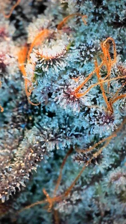 White Wedding, Blueberry Sugar, PURPLE BERRY, Sweet Flurry (Selfie Seeds), GWM — journal photo
