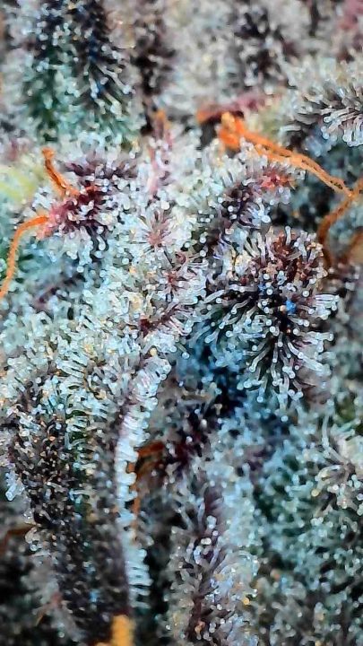 White Wedding, Blueberry Sugar, PURPLE BERRY, Sweet Flurry (Selfie Seeds), GWM — journal photo