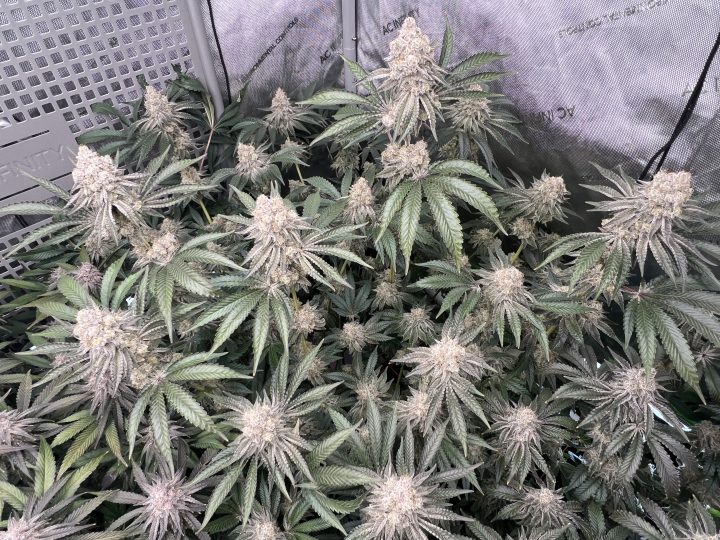 White Wedding, Blueberry Sugar, PURPLE BERRY, Sweet Flurry (Selfie Seeds), GWM — journal photo