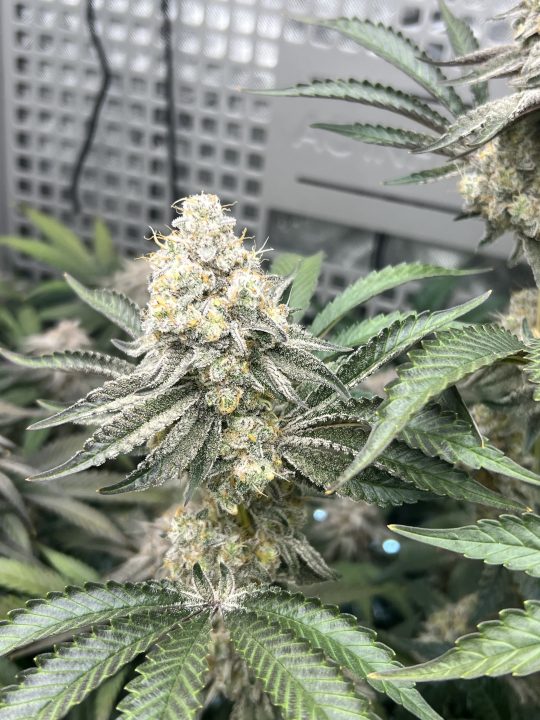 White Wedding, Blueberry Sugar, PURPLE BERRY, Sweet Flurry (Selfie Seeds), GWM — journal photo