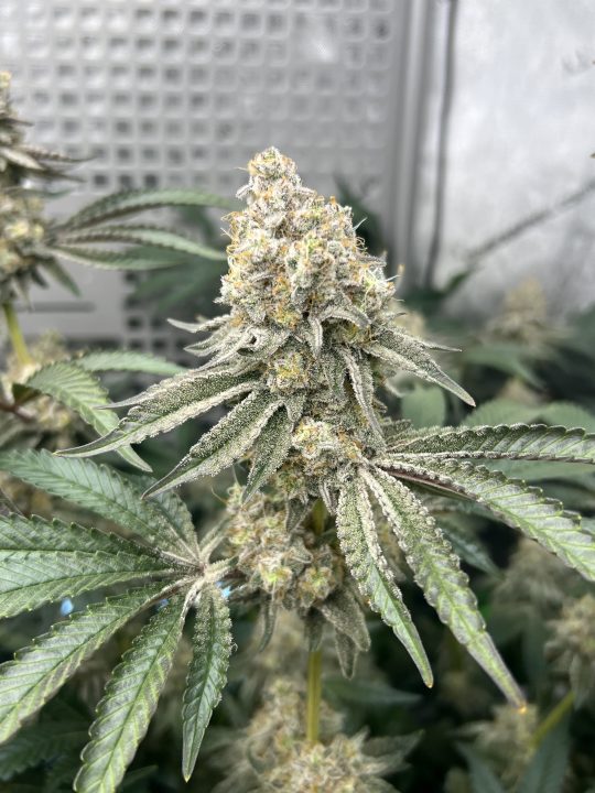 White Wedding, Blueberry Sugar, PURPLE BERRY, Sweet Flurry (Selfie Seeds), GWM — journal photo