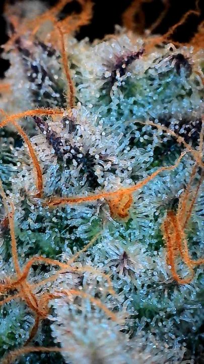 White Wedding, Blueberry Sugar, PURPLE BERRY, Sweet Flurry (Selfie Seeds), GWM — journal photo