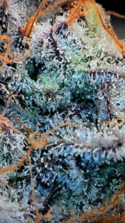 White Wedding, Blueberry Sugar, PURPLE BERRY, Sweet Flurry (Selfie Seeds), GWM — journal photo