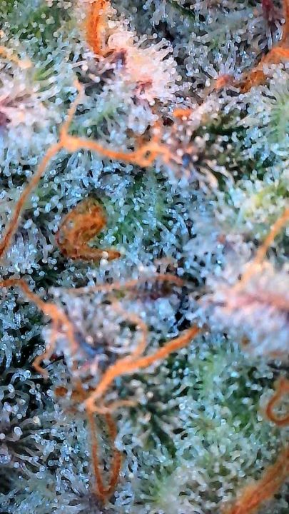 White Wedding, Blueberry Sugar, PURPLE BERRY, Sweet Flurry (Selfie Seeds), GWM — journal photo