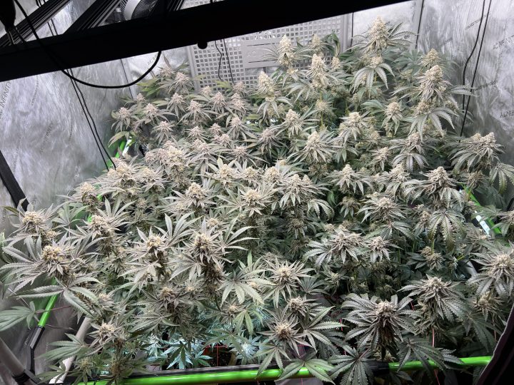 White Wedding, Blueberry Sugar, PURPLE BERRY, Sweet Flurry (Selfie Seeds), GWM — journal photo