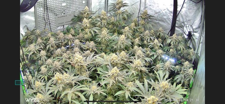 White Wedding, Blueberry Sugar, PURPLE BERRY, Sweet Flurry (Selfie Seeds), GWM — journal photo