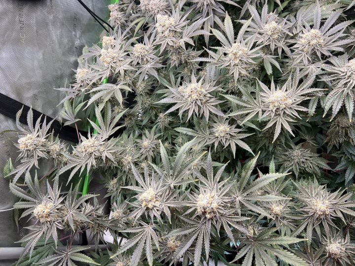 White Wedding, Blueberry Sugar, PURPLE BERRY, Sweet Flurry (Selfie Seeds), GWM — journal photo