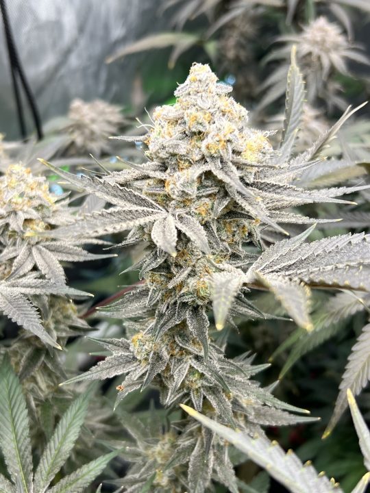 White Wedding, Blueberry Sugar, PURPLE BERRY, Sweet Flurry (Selfie Seeds), GWM — journal photo