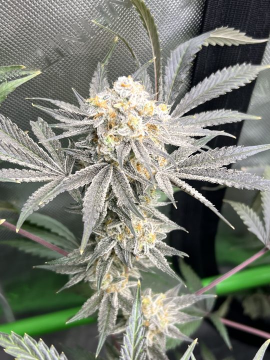 White Wedding, Blueberry Sugar, PURPLE BERRY, Sweet Flurry (Selfie Seeds), GWM — journal photo