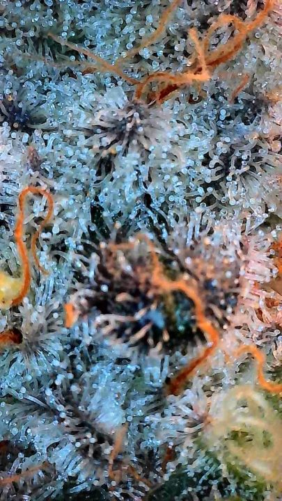 White Wedding, Blueberry Sugar, PURPLE BERRY, Sweet Flurry (Selfie Seeds), GWM — journal photo