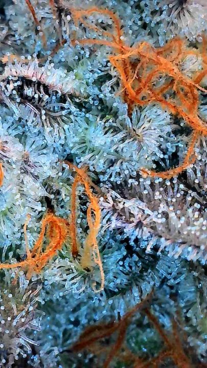 White Wedding, Blueberry Sugar, PURPLE BERRY, Sweet Flurry (Selfie Seeds), GWM — journal photo