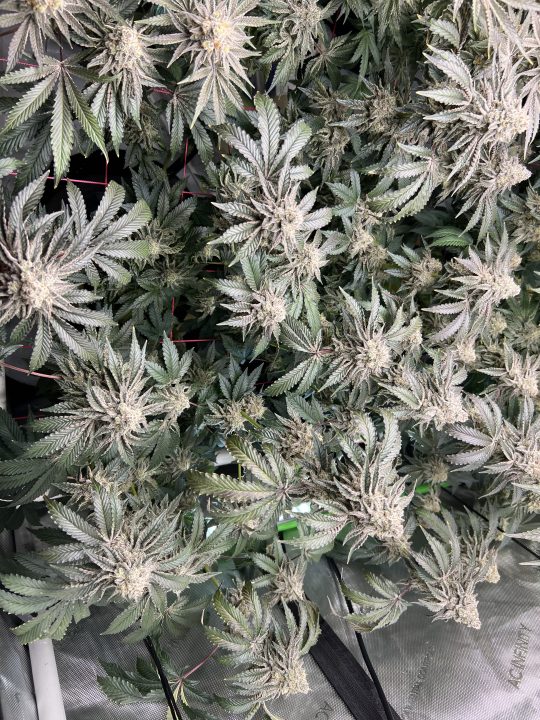 White Wedding, Blueberry Sugar, PURPLE BERRY, Sweet Flurry (Selfie Seeds), GWM — journal photo