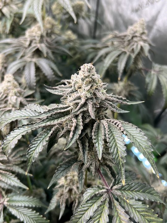 White Wedding, Blueberry Sugar, PURPLE BERRY, Sweet Flurry (Selfie Seeds), GWM — journal photo