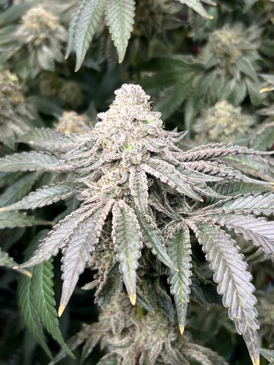 White Wedding, Blueberry Sugar, PURPLE BERRY, Sweet Flurry (Selfie Seeds), GWM — journal photo