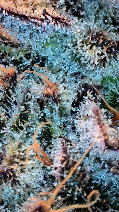 White Wedding, Blueberry Sugar, PURPLE BERRY, Sweet Flurry (Selfie Seeds), GWM — journal photo