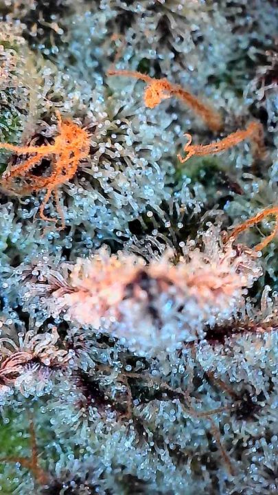 White Wedding, Blueberry Sugar, PURPLE BERRY, Sweet Flurry (Selfie Seeds), GWM — journal photo