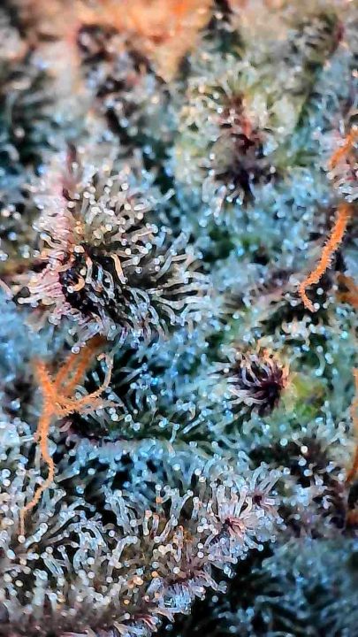 White Wedding, Blueberry Sugar, PURPLE BERRY, Sweet Flurry (Selfie Seeds), GWM — journal photo