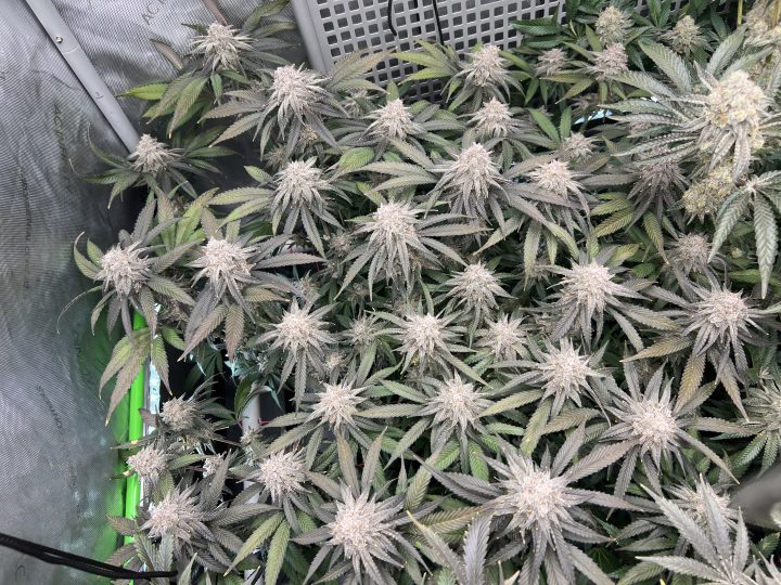 White Wedding, Blueberry Sugar, PURPLE BERRY, Sweet Flurry (Selfie Seeds), GWM — journal photo