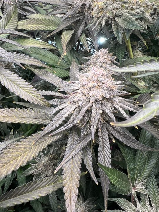 White Wedding, Blueberry Sugar, PURPLE BERRY, Sweet Flurry (Selfie Seeds), GWM — journal photo