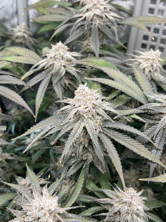 White Wedding, Blueberry Sugar, PURPLE BERRY, Sweet Flurry (Selfie Seeds), GWM — journal photo