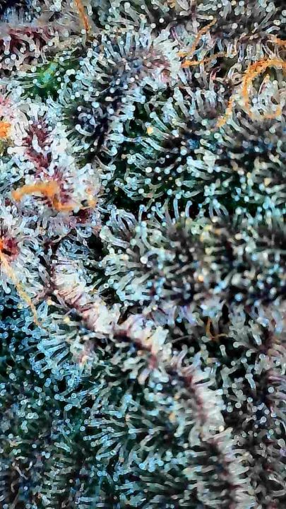 White Wedding, Blueberry Sugar, PURPLE BERRY, Sweet Flurry (Selfie Seeds), GWM — journal photo