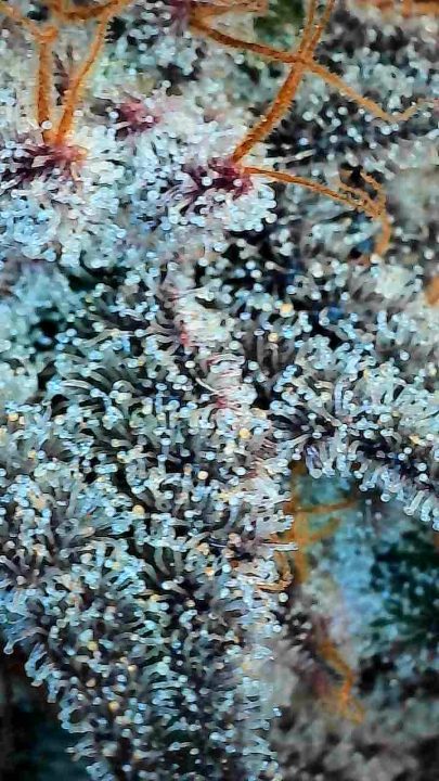 White Wedding, Blueberry Sugar, PURPLE BERRY, Sweet Flurry (Selfie Seeds), GWM — journal photo