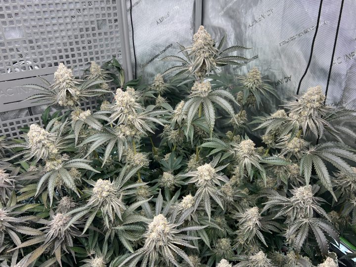 White Wedding, Blueberry Sugar, PURPLE BERRY, Sweet Flurry (Selfie Seeds), GWM — journal photo