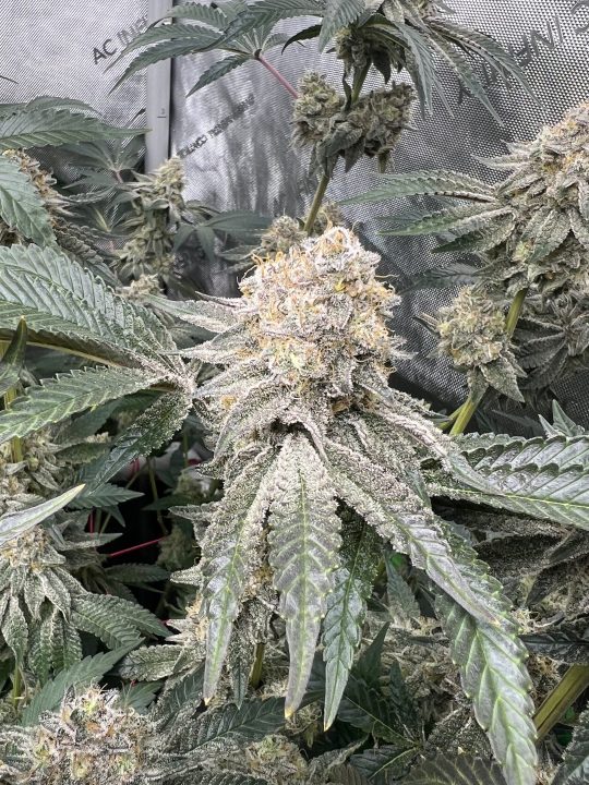 White Wedding, Blueberry Sugar, PURPLE BERRY, Sweet Flurry (Selfie Seeds), GWM — journal photo