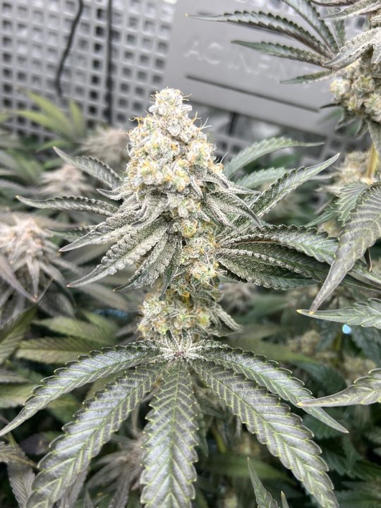 White Wedding, Blueberry Sugar, PURPLE BERRY, Sweet Flurry (Selfie Seeds), GWM — journal photo