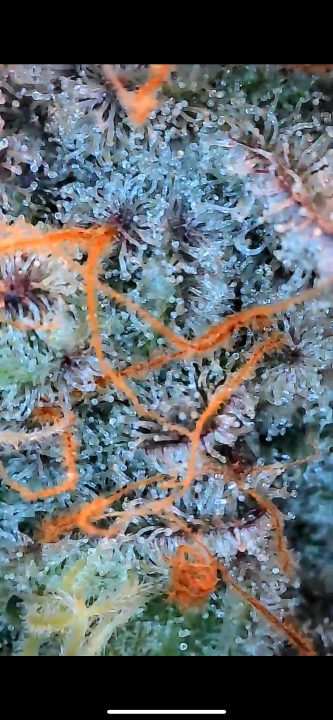 White Wedding, Blueberry Sugar, PURPLE BERRY, Sweet Flurry (Selfie Seeds), GWM — journal photo