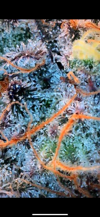 White Wedding, Blueberry Sugar, PURPLE BERRY, Sweet Flurry (Selfie Seeds), GWM — journal photo