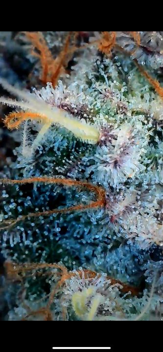 White Wedding, Blueberry Sugar, PURPLE BERRY, Sweet Flurry (Selfie Seeds), GWM — journal photo