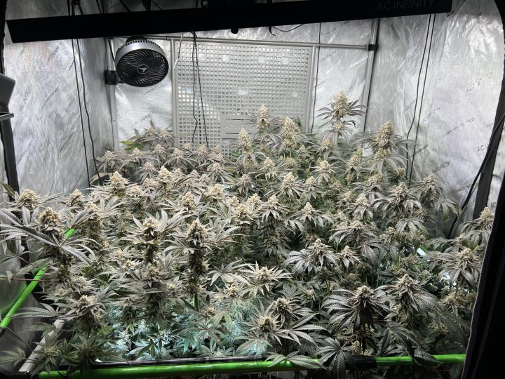 White Wedding, Blueberry Sugar, PURPLE BERRY, Sweet Flurry (Selfie Seeds), GWM — journal photo