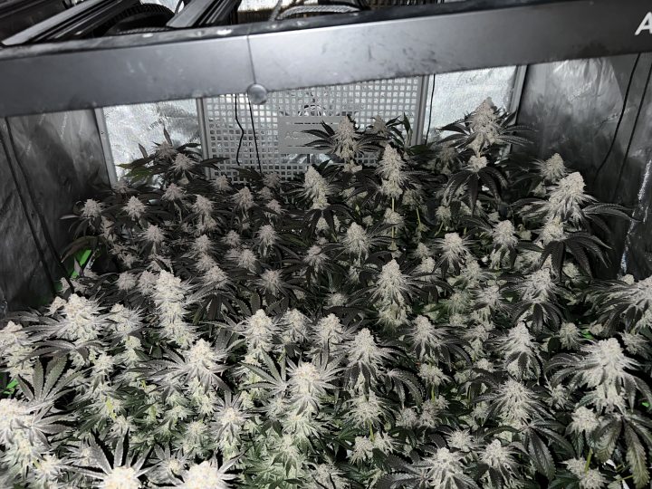 White Wedding, Blueberry Sugar, PURPLE BERRY, Sweet Flurry (Selfie Seeds), GWM — journal photo