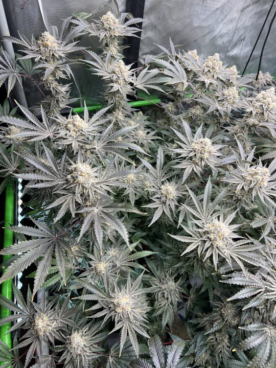 White Wedding, Blueberry Sugar, PURPLE BERRY, Sweet Flurry (Selfie Seeds), GWM — journal photo