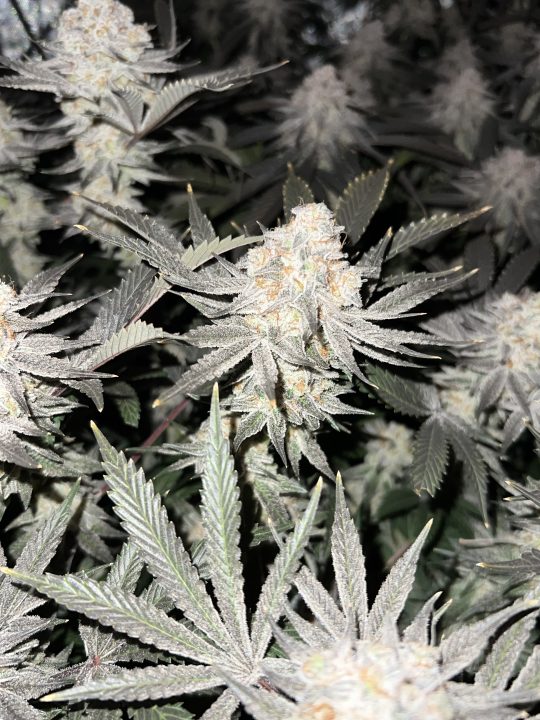 White Wedding, Blueberry Sugar, PURPLE BERRY, Sweet Flurry (Selfie Seeds), GWM — journal photo