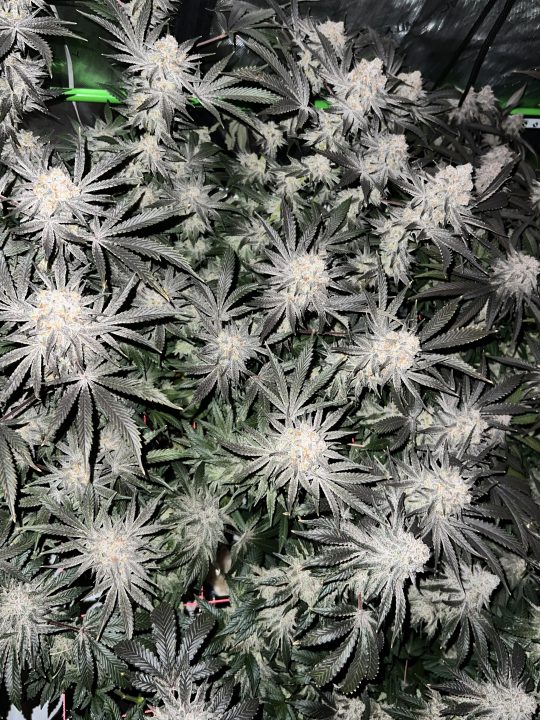 White Wedding, Blueberry Sugar, PURPLE BERRY, Sweet Flurry (Selfie Seeds), GWM — journal photo