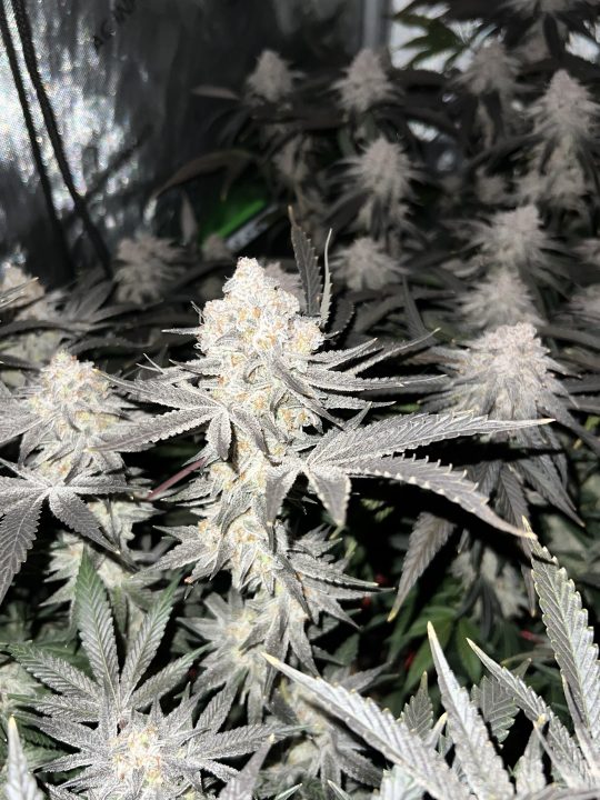 White Wedding, Blueberry Sugar, PURPLE BERRY, Sweet Flurry (Selfie Seeds), GWM — journal photo