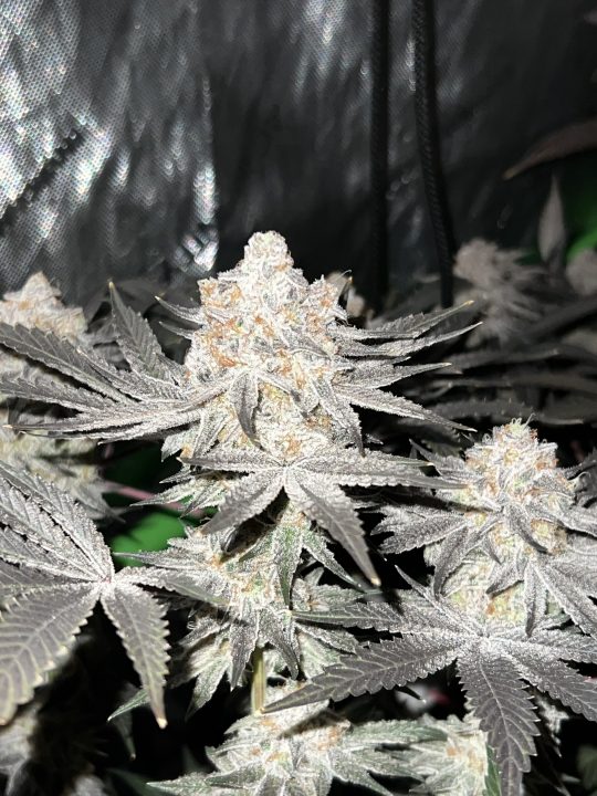 White Wedding, Blueberry Sugar, PURPLE BERRY, Sweet Flurry (Selfie Seeds), GWM — journal photo