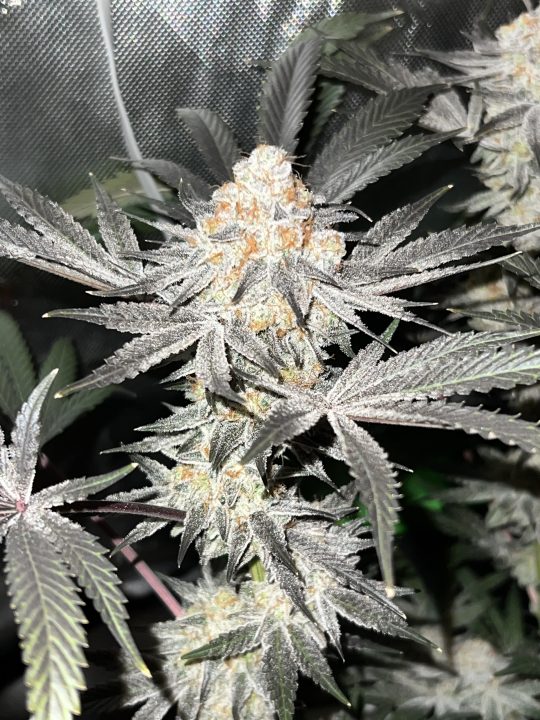 White Wedding, Blueberry Sugar, PURPLE BERRY, Sweet Flurry (Selfie Seeds), GWM — journal photo