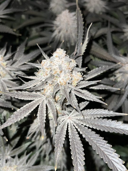 White Wedding, Blueberry Sugar, PURPLE BERRY, Sweet Flurry (Selfie Seeds), GWM — journal photo