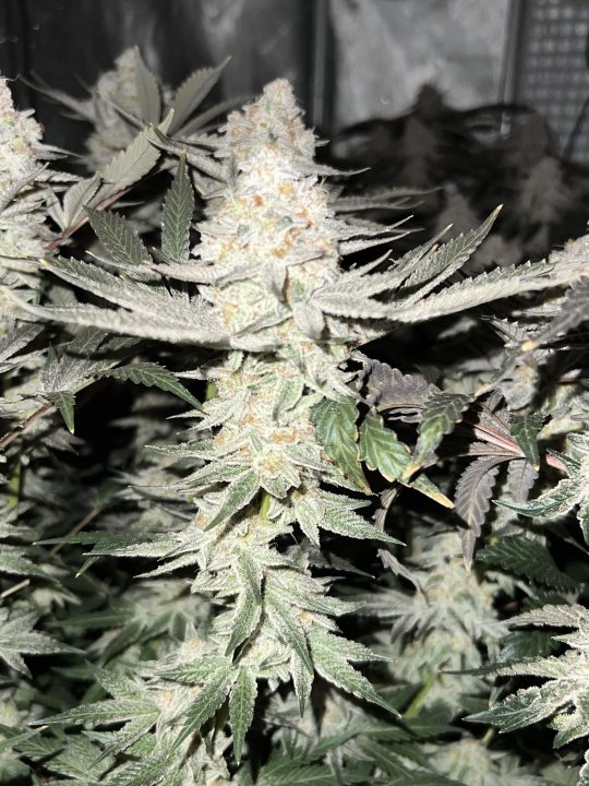White Wedding, Blueberry Sugar, PURPLE BERRY, Sweet Flurry (Selfie Seeds), GWM — journal photo